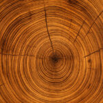 Jahresringe einer Eiche im Querschnitt als Symbol für nachhaltiges Wachstum und langlebiges Massivholz
