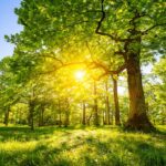 Sonnendurchfluteter Eichenwald in Deutschland als Symbol für nachhaltige Forstwirtschaft und heimisches Holz