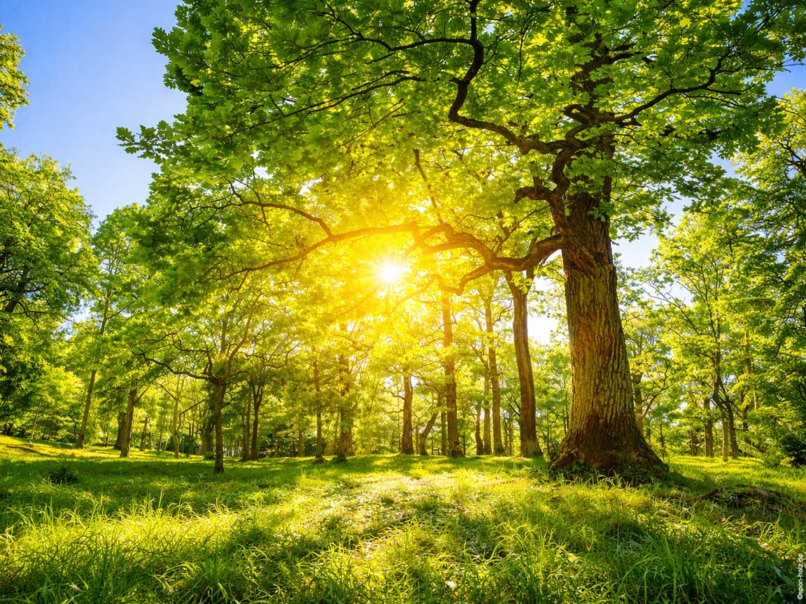 Sonnendurchfluteter Eichenwald in Deutschland als Symbol für nachhaltige Forstwirtschaft und heimisches Holz